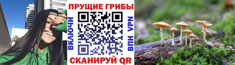 hydra   Кущёвская  Псилоцибиновые грибы Magic Shrooms 