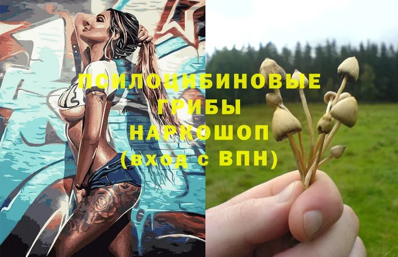 Галлюциногенные грибы Psilocybe  Кущёвская 